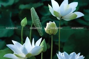 Ý nghĩa trang trọng của đèn thờ hoa sen bằng đồng trên bàn thờ gian tiên